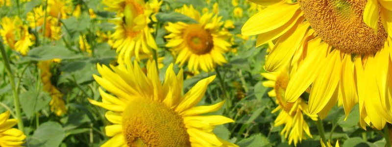 0001_2010_08_Vama-Veche-0001-800x300