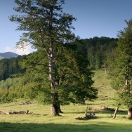 În drum spre Oslea / Creasta Oslei, Oslea, Muntii Valcan, Gorj, Hunedoara