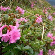 Tufe Rhododendron sau smirdar / Creasta Oslei, Oslea, Muntii Valcan, Gorj, Hunedoara