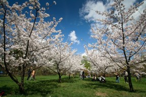 Bucuresti - Parcul Herastrau - Gradina Japoneza