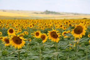 Land_de_floarea_soarelui_Sasca_Montana_Slatina_Nera_Cheile_Nerei_022